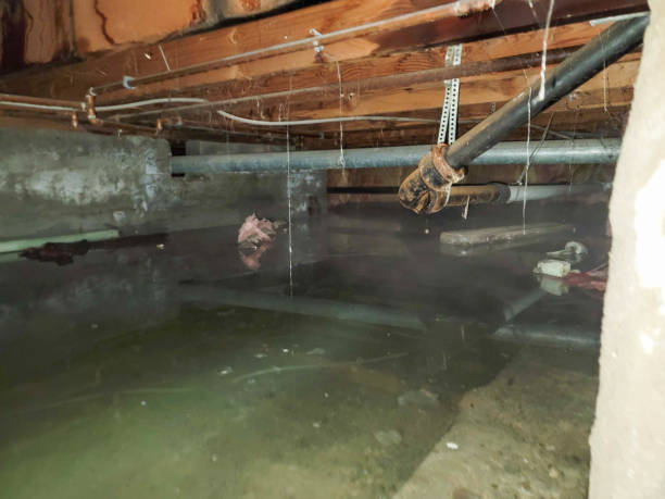 Best Flood restoration services  in Way, NE